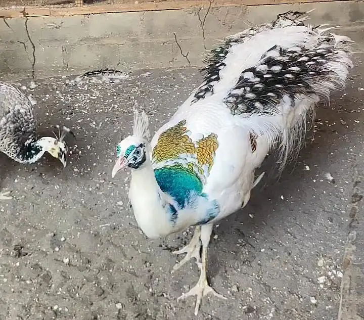 Silver Pied Peacock For Sale