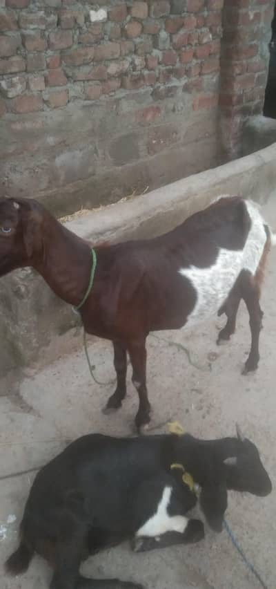 cow and baby cow for sale
