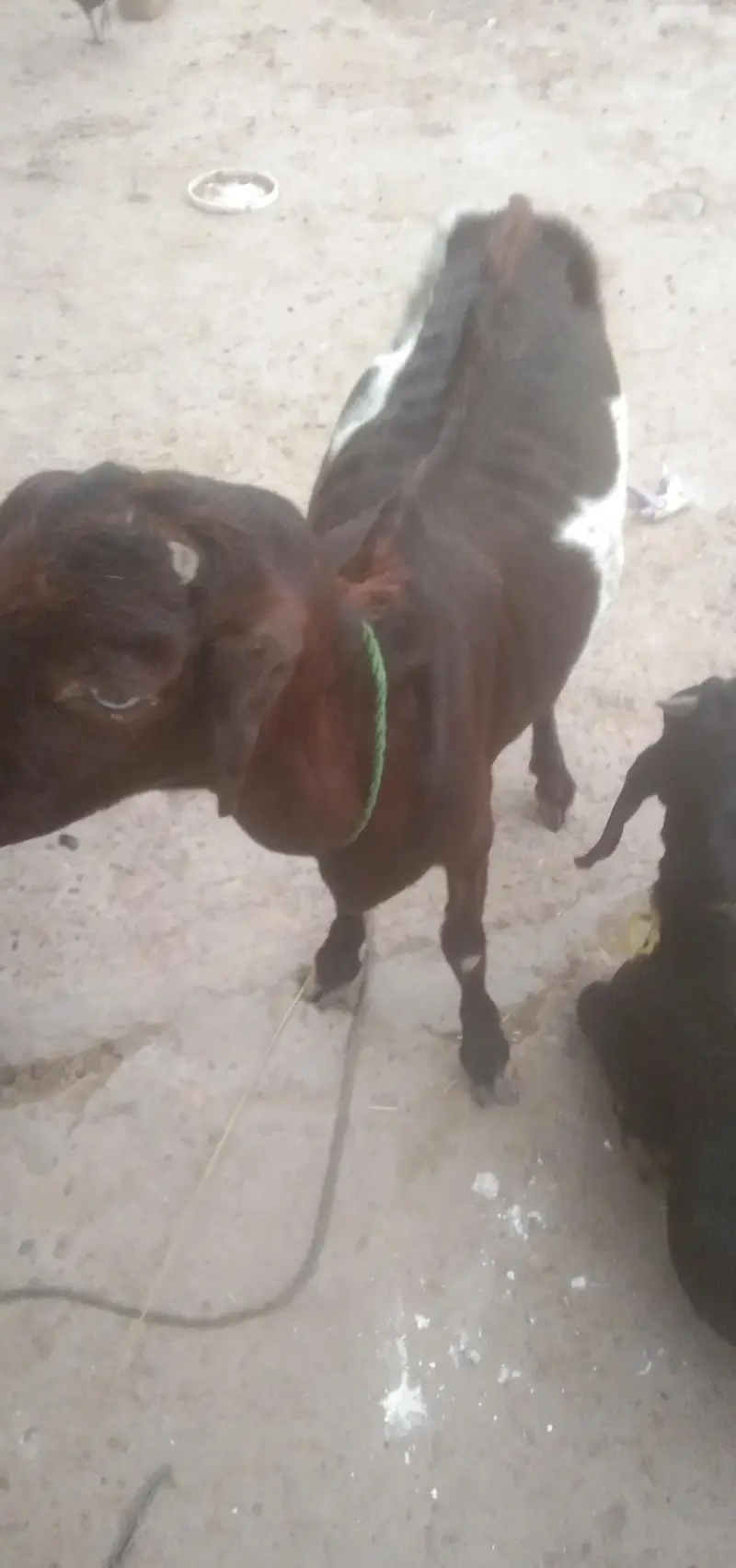 cow and baby cow for sale — photo 2