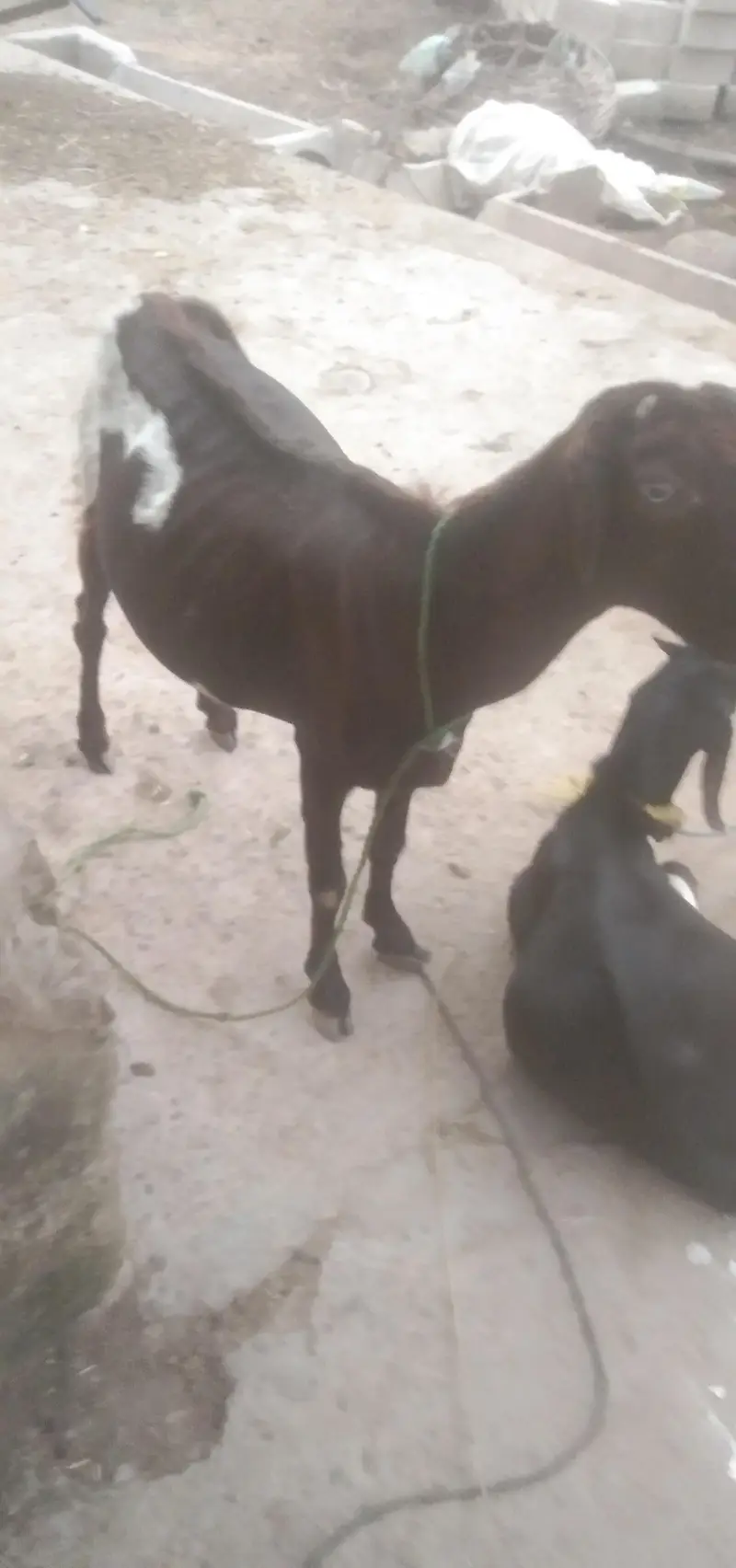 cow and baby cow for sale — photo 3