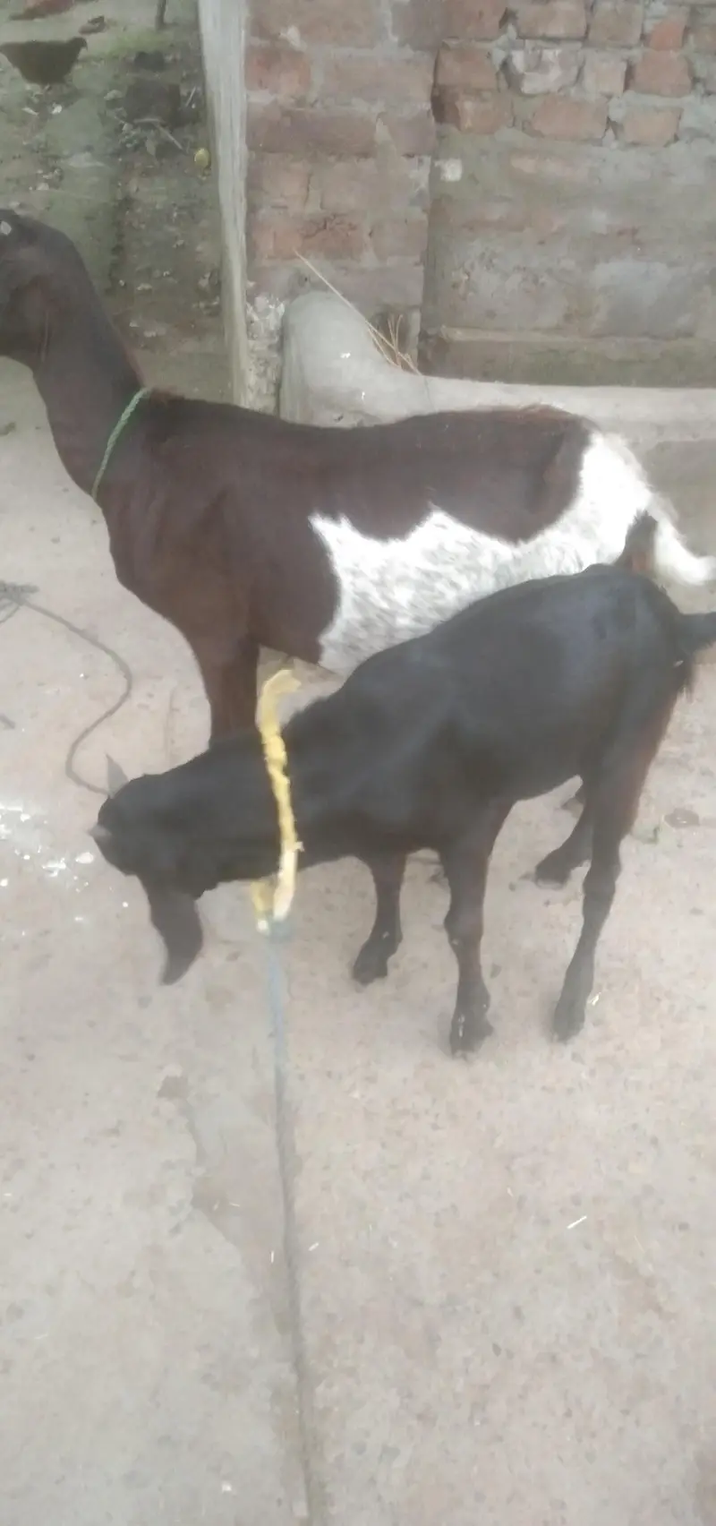 cow and baby cow for sale — photo 4