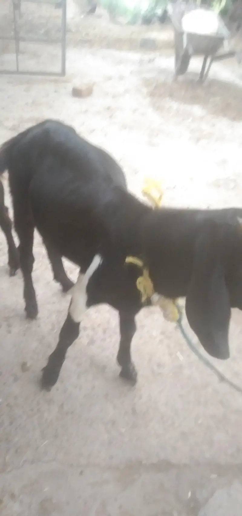 cow and baby cow for sale — photo 5