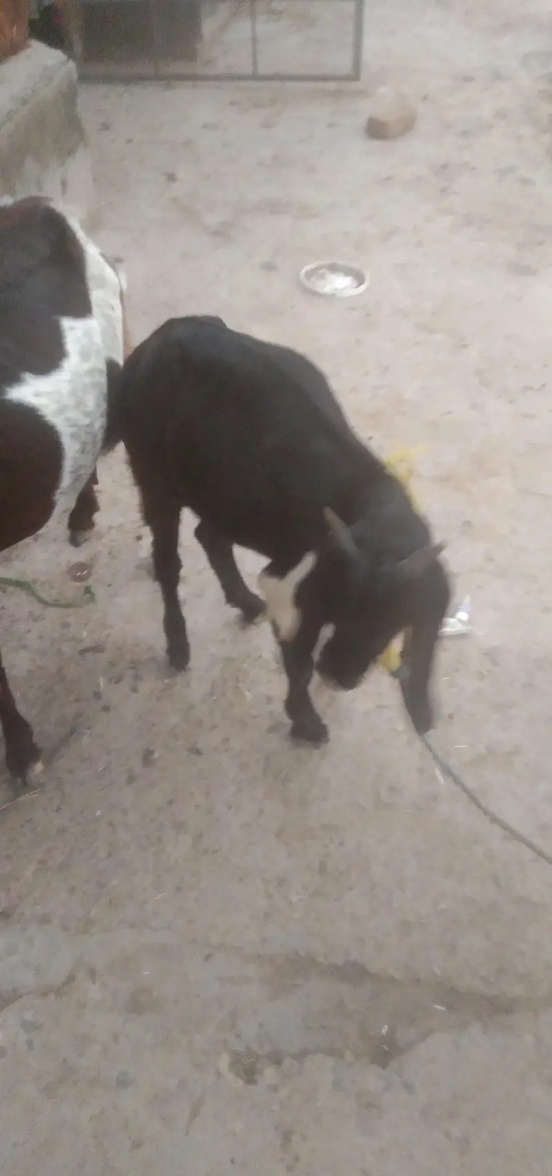 cow and baby cow for sale — photo 6