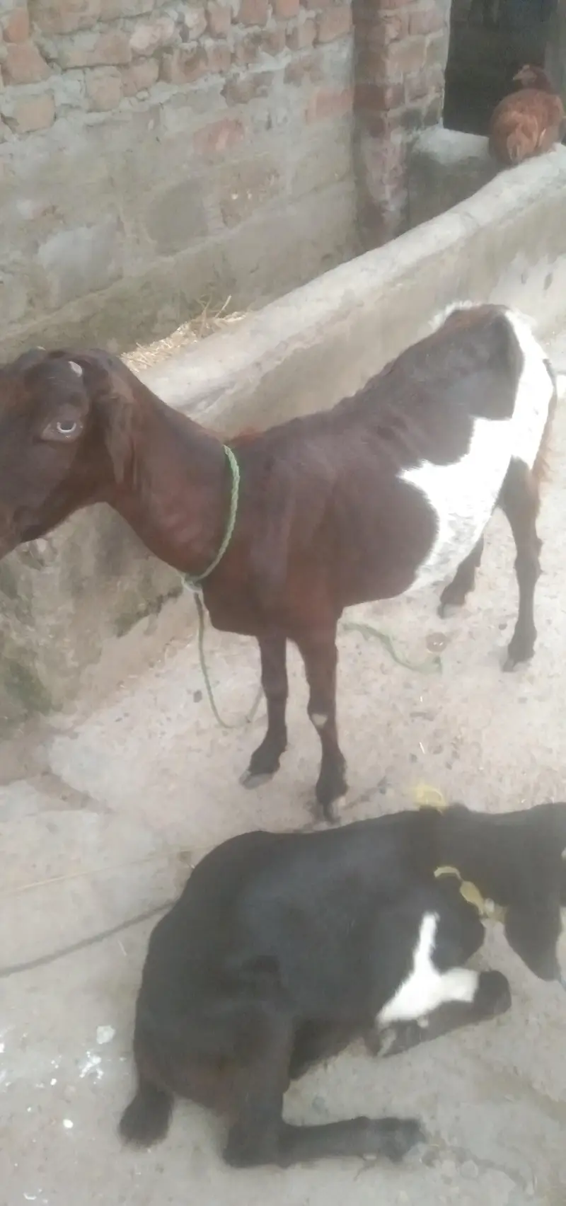 cow and baby cow for sale — photo 7