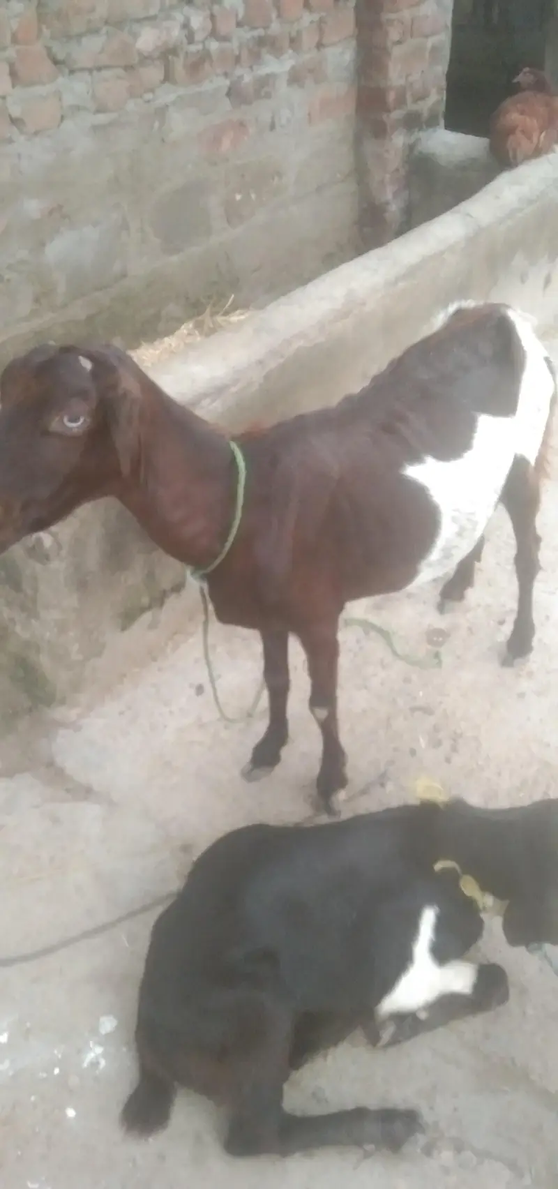 cow and baby cow for sale — photo 8