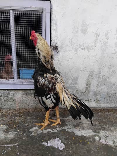 jawa patha for sell