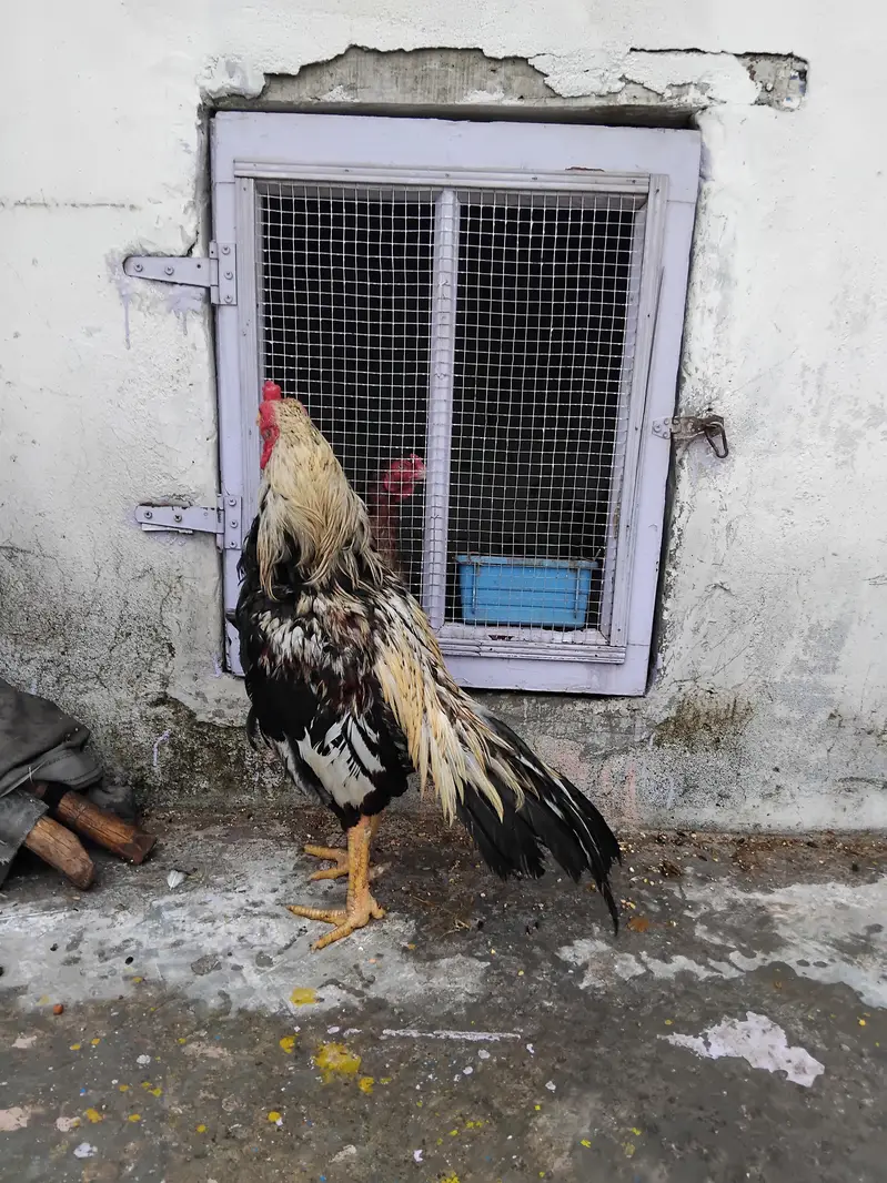 jawa patha for sell — photo 3