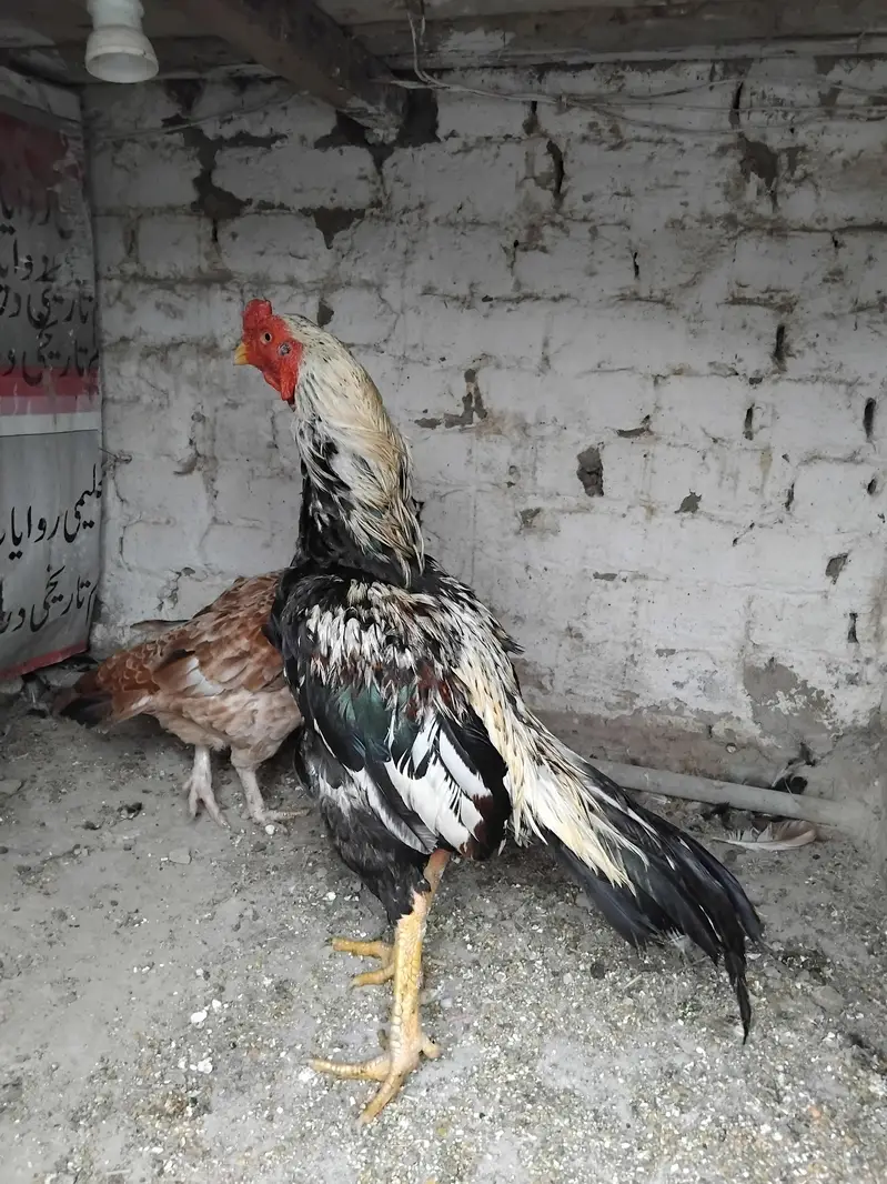 jawa patha for sell — photo 4