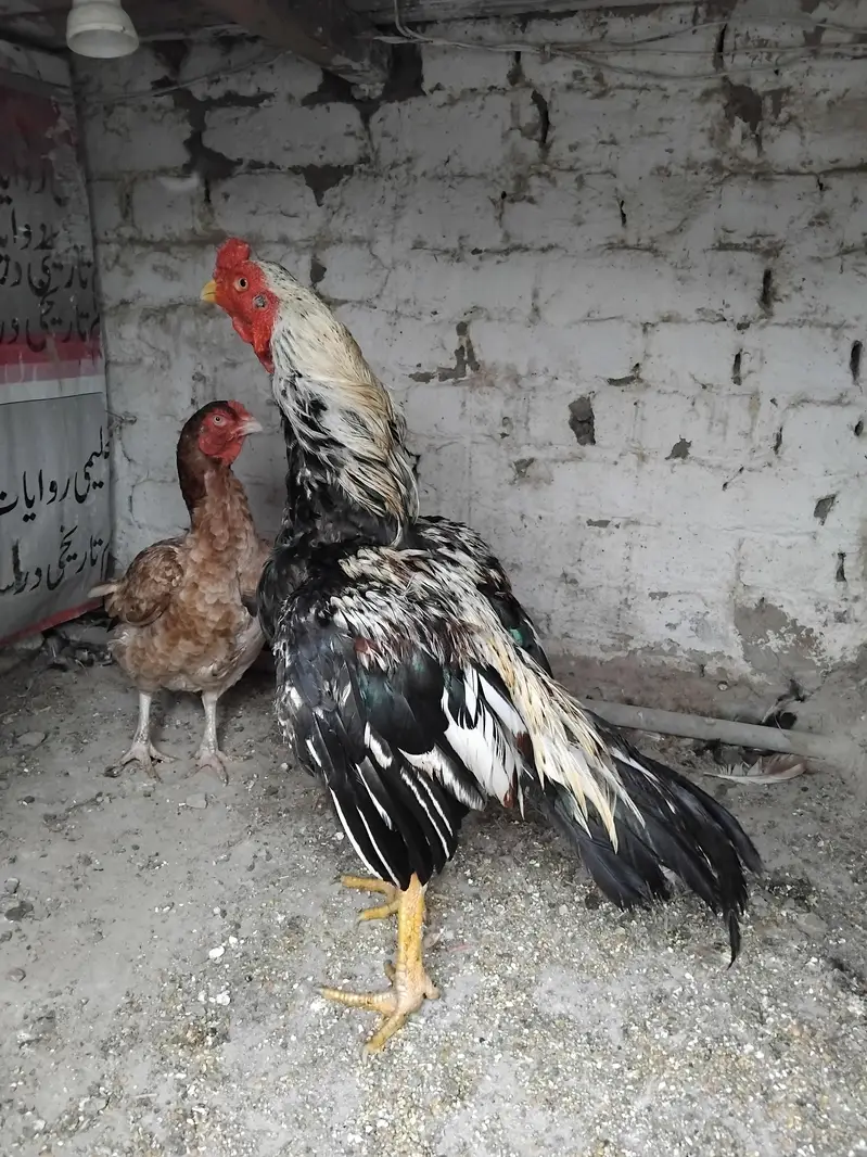 jawa patha for sell — photo 5