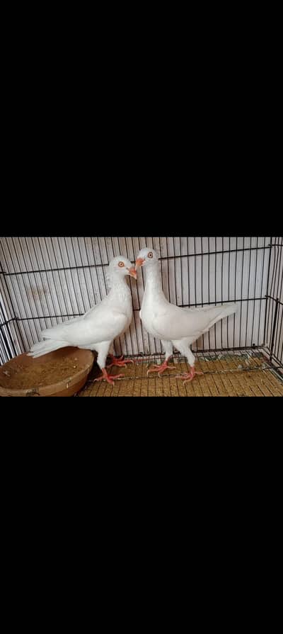 white danish pair