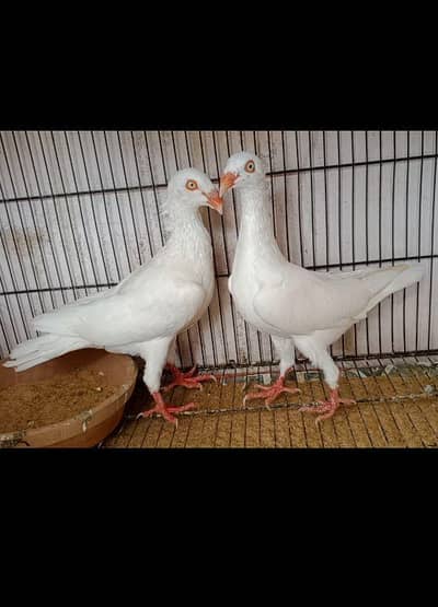 white danish pair