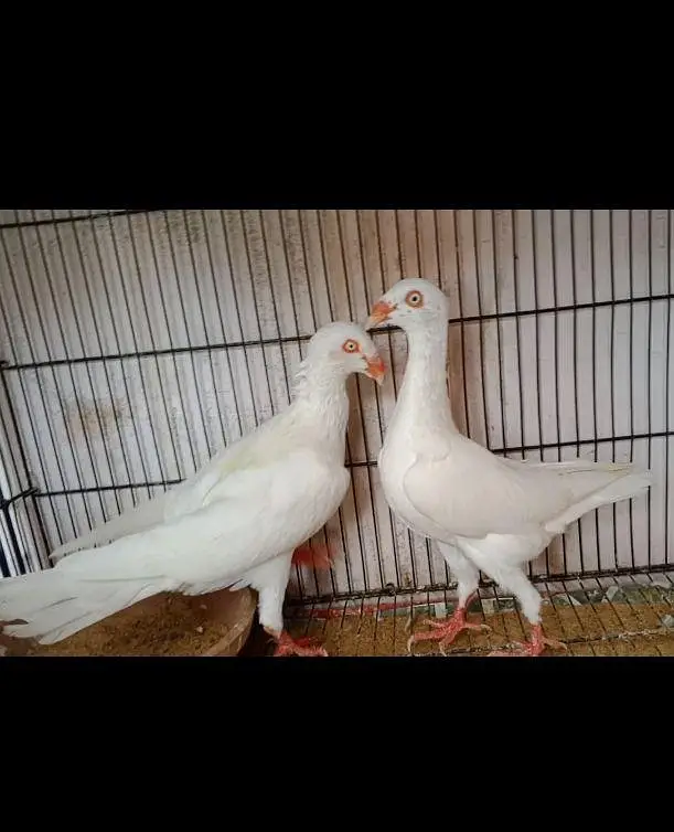 white danish pair — photo 2