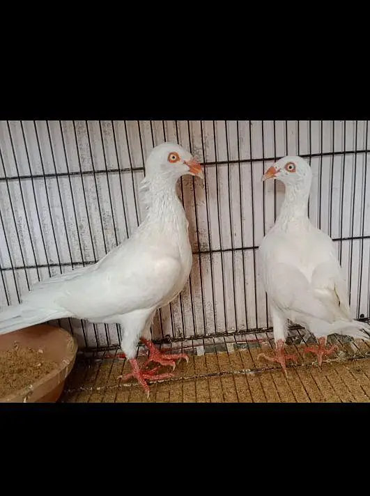 white danish pair — photo 3
