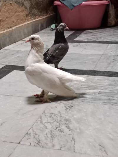 pigeon
