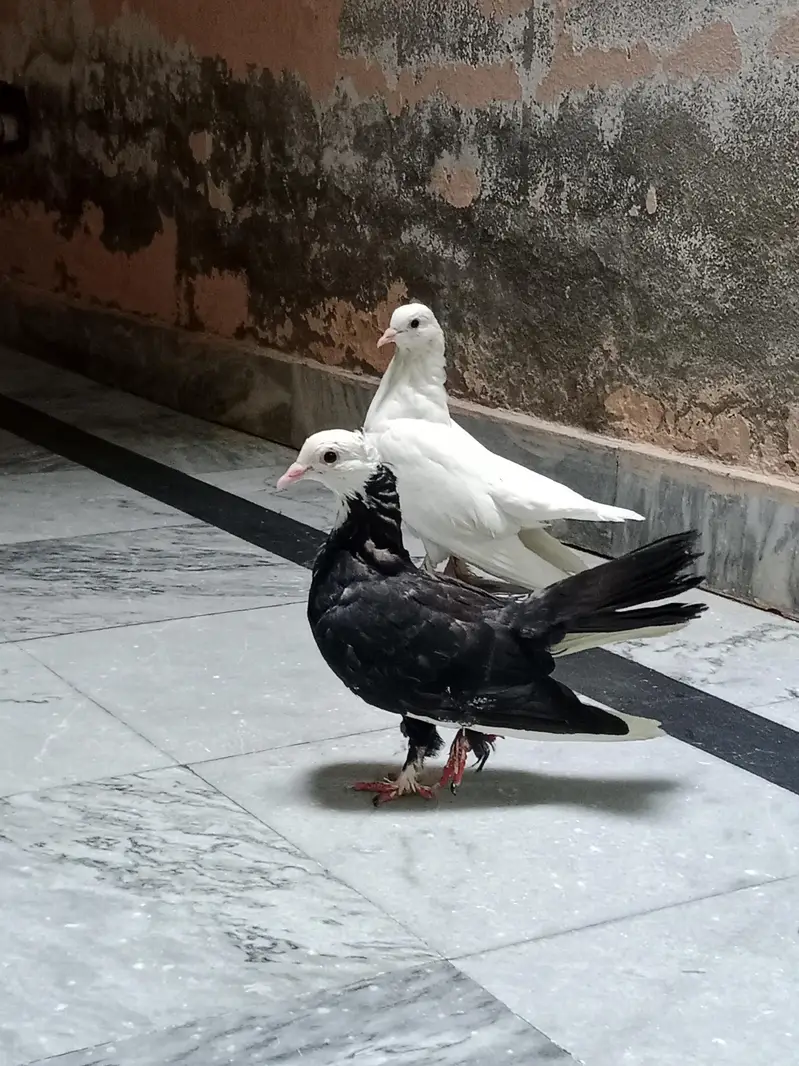 pigeon — photo 2