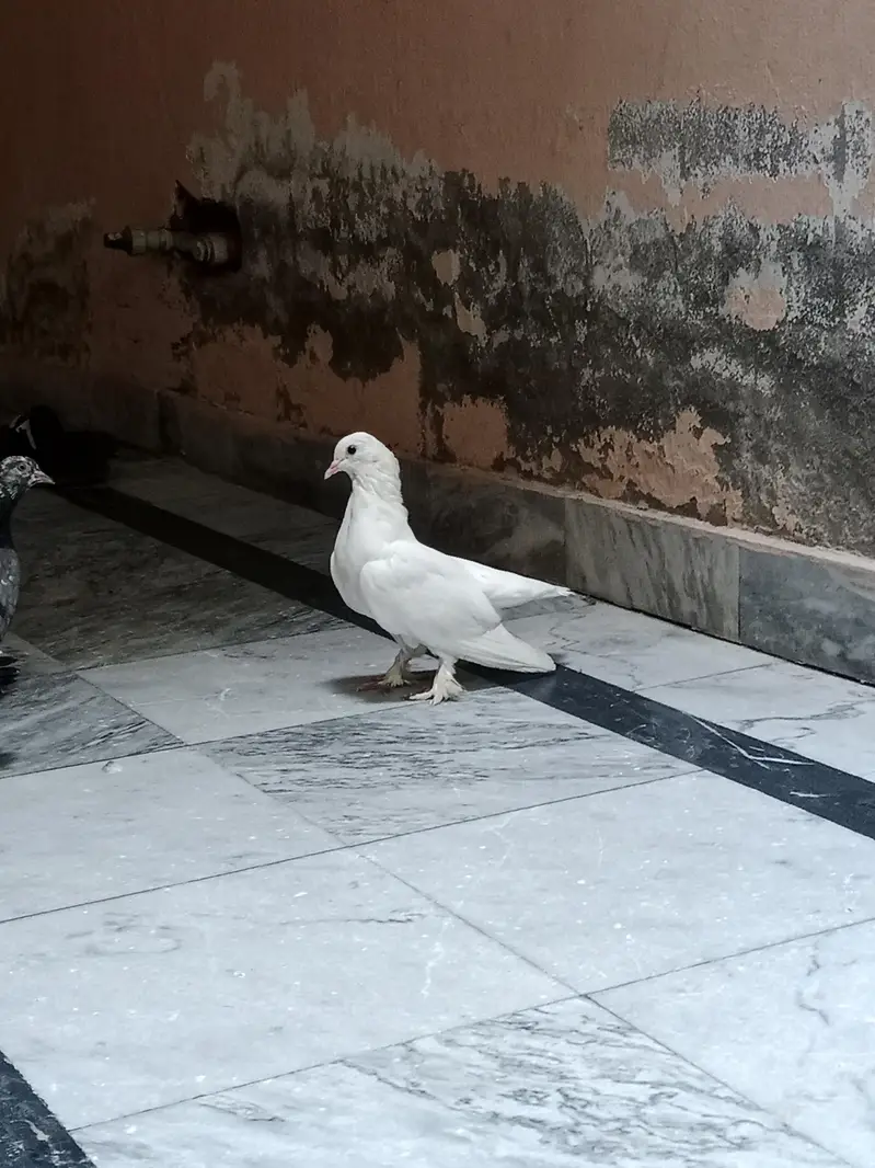 pigeon — photo 3