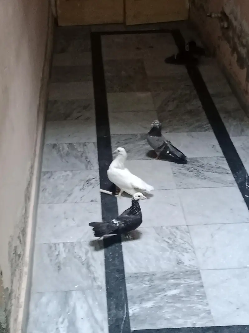 pigeon — photo 4