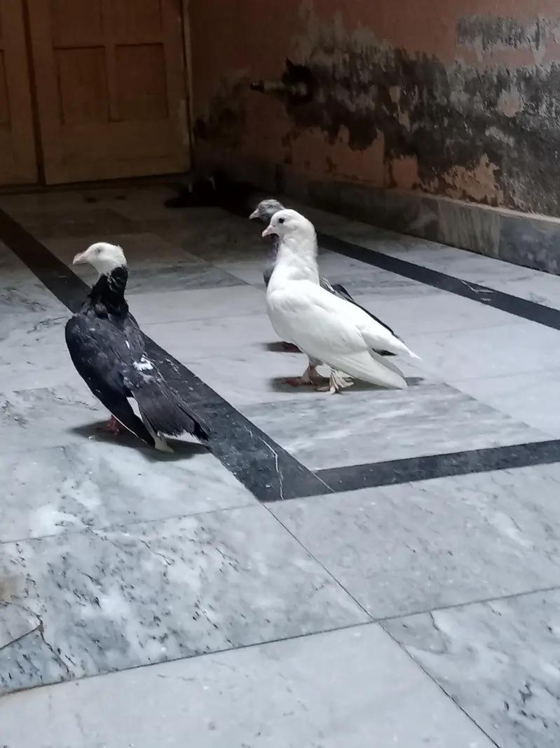 pigeon — photo 5