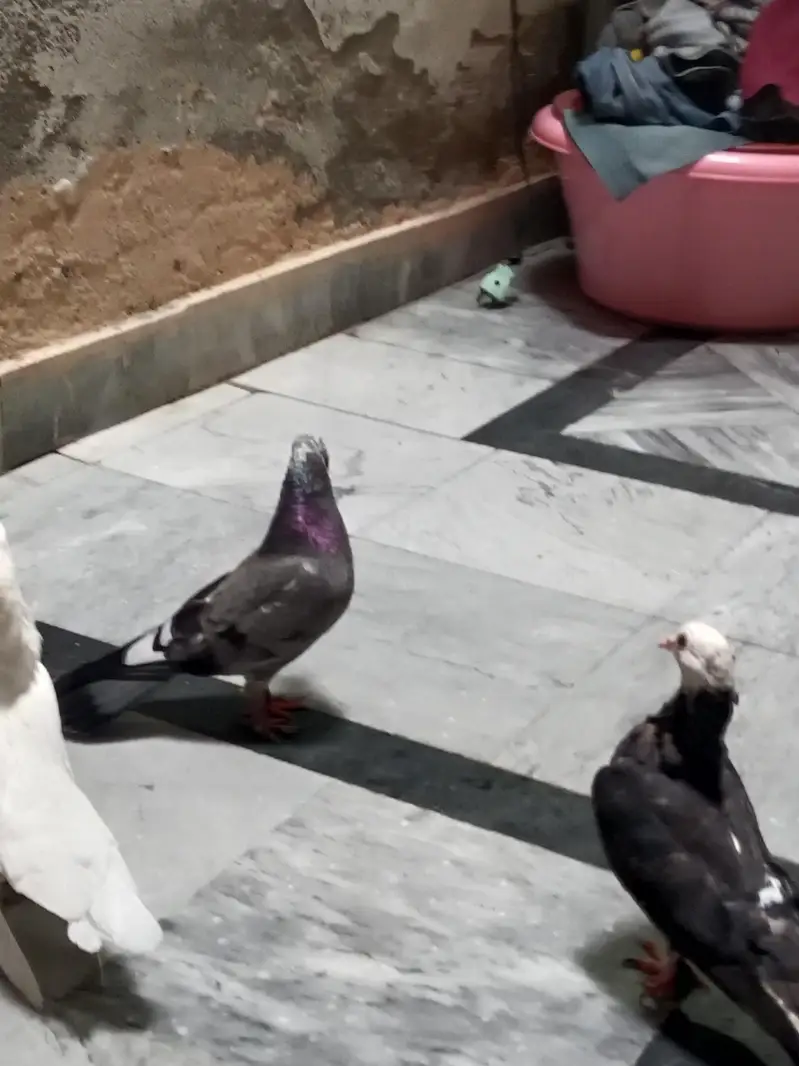 pigeon — photo 6