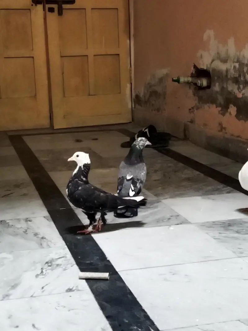 pigeon — photo 7