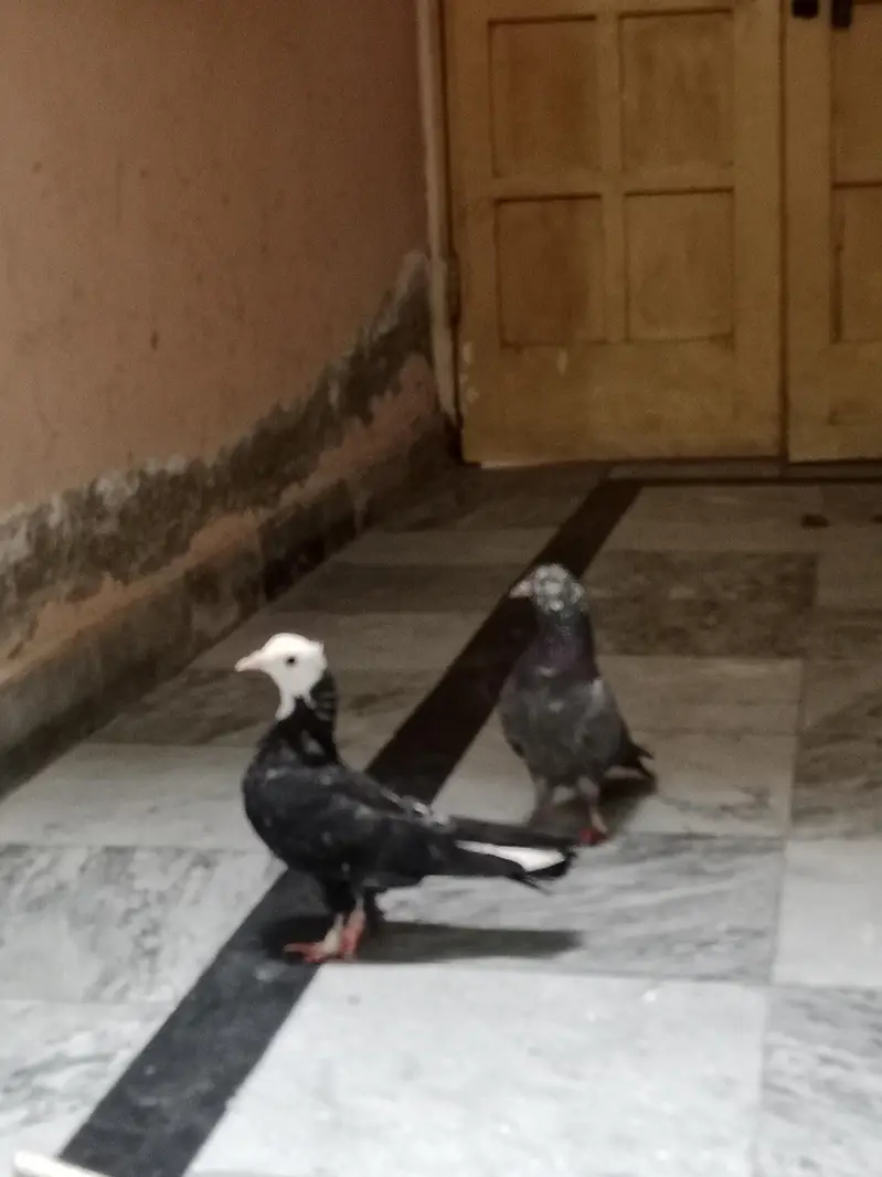 pigeon — photo 8