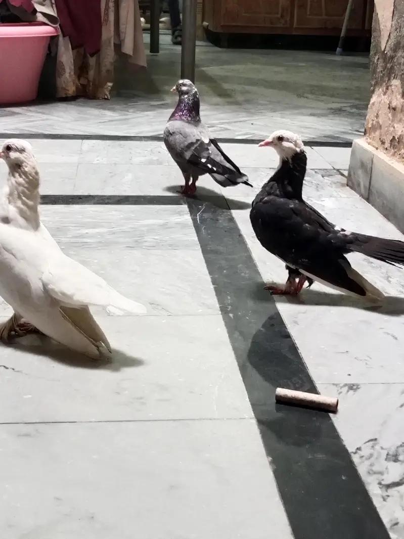pigeon — photo 9