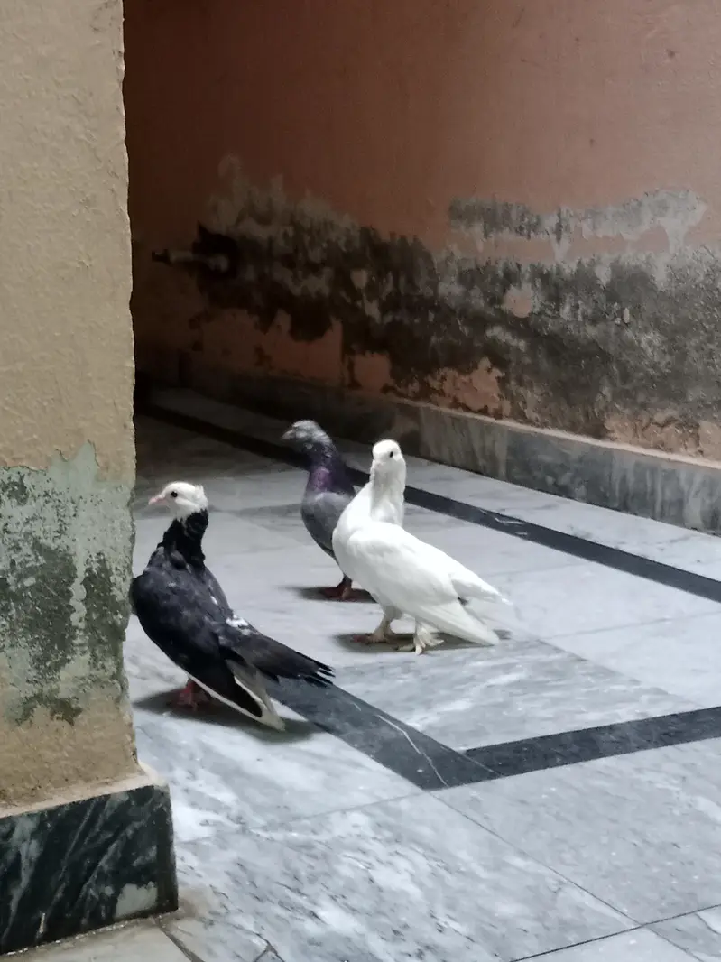 pigeon — photo 10