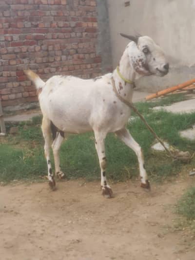 buss thory din tek sony wali hai andaza 15 din tek