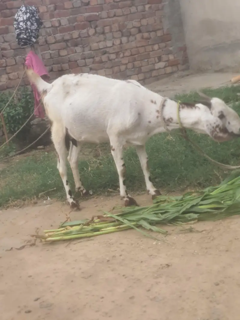 buss thory din tek sony wali hai andaza 15 din tek — photo 2
