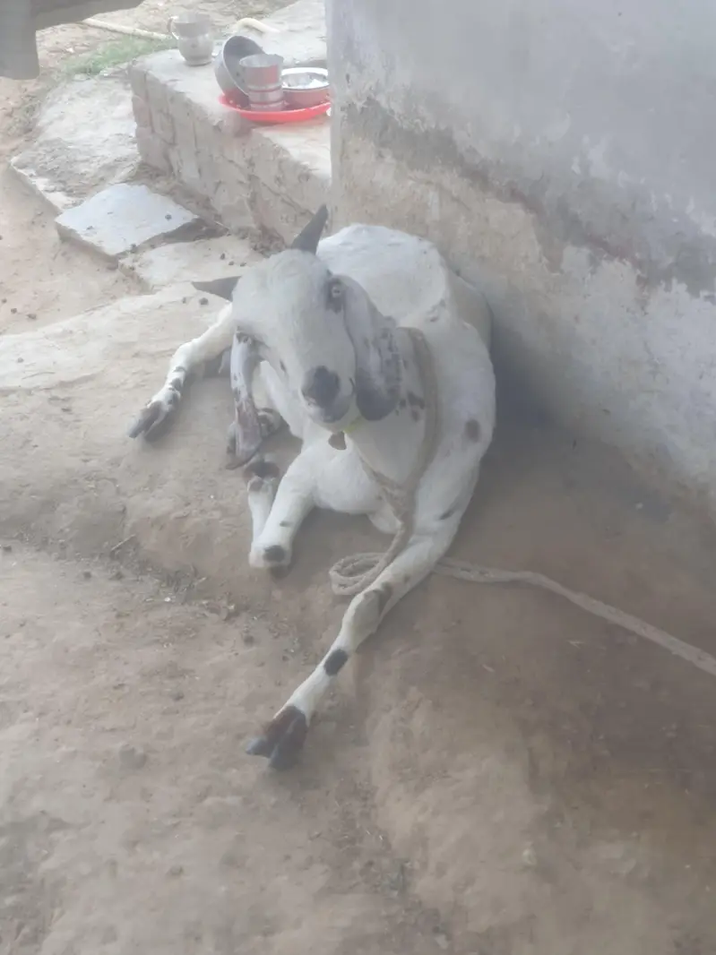 buss thory din tek sony wali hai andaza 15 din tek — photo 3