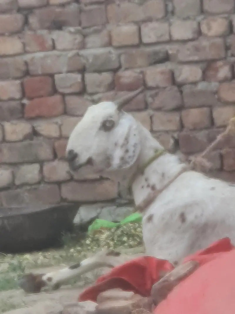 buss thory din tek sony wali hai andaza 15 din tek — photo 4