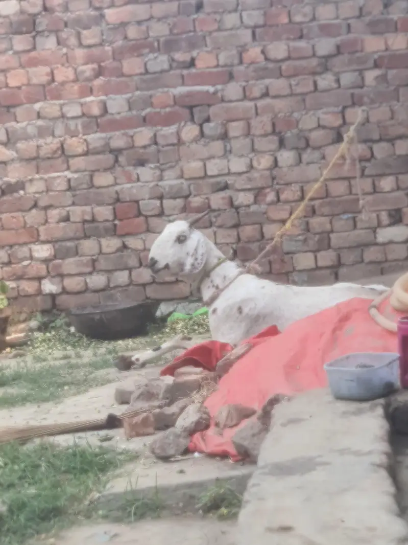 buss thory din tek sony wali hai andaza 15 din tek — photo 5