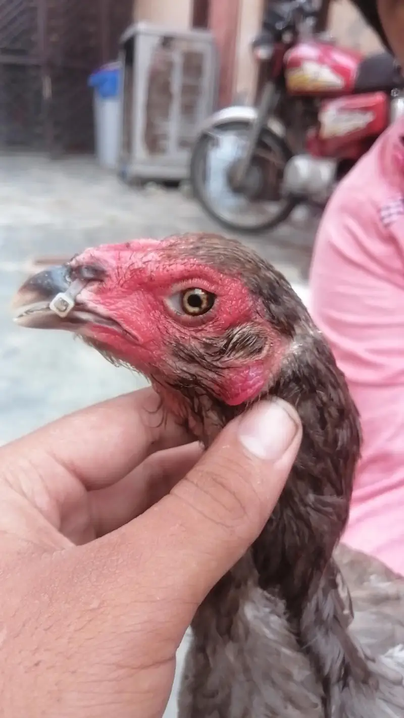 panus pakoye female — photo 2