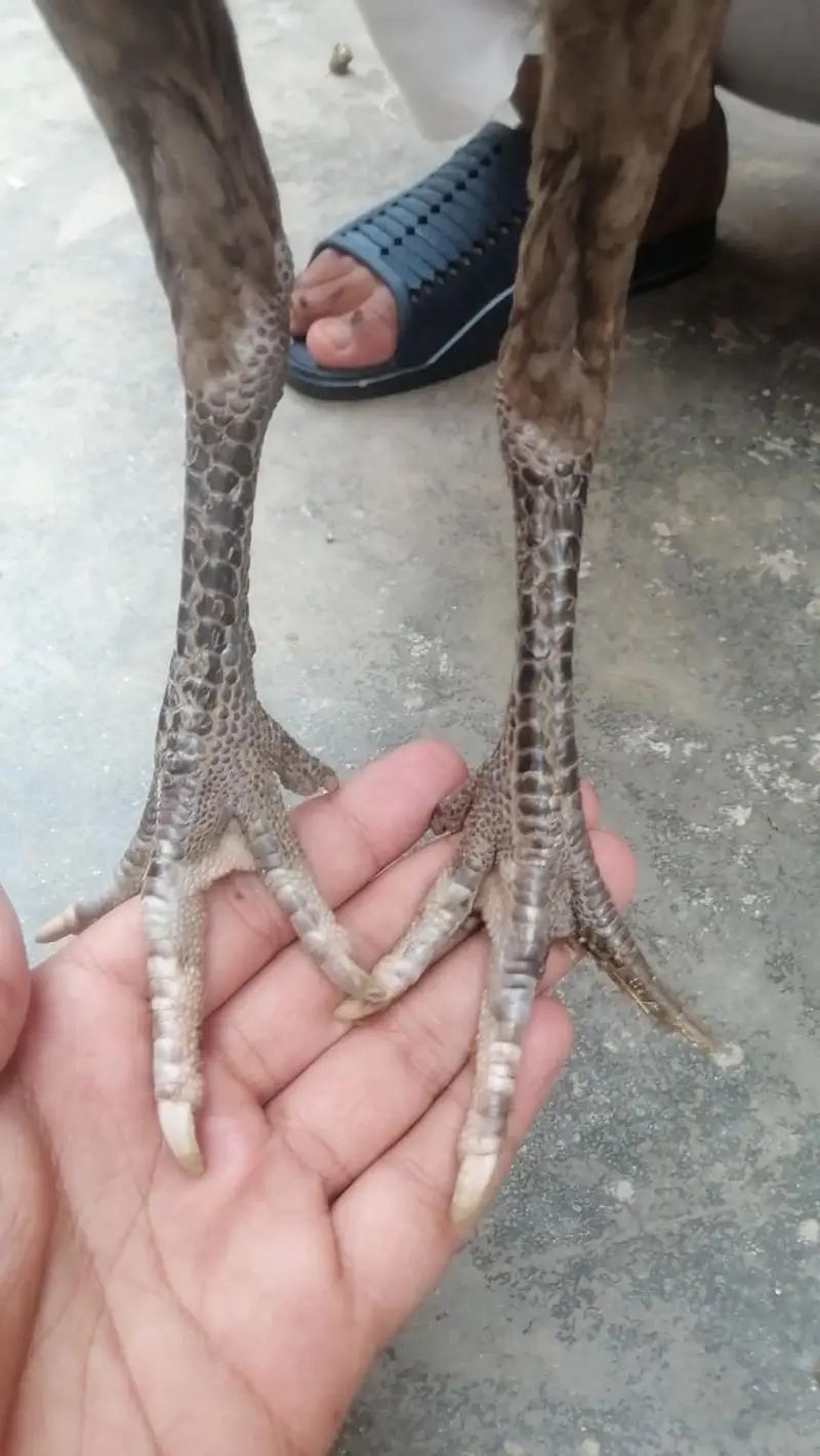 panus pakoye female — photo 3