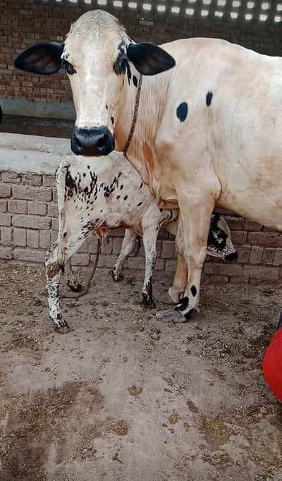 cholistani Frezian Cross second timer