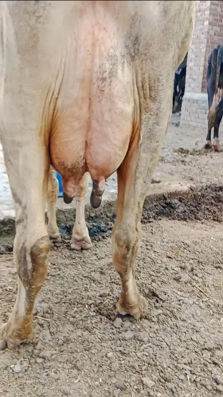 cholistani Frezian Cross second timer — photo 2
