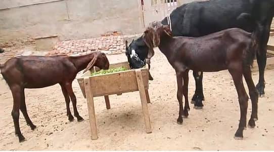 بیتل ناگری کراس پٹھیں