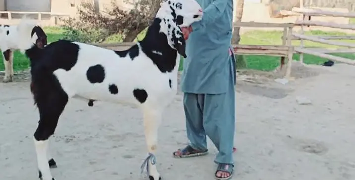 Bakra for sale call me+03291319927 — photo 3