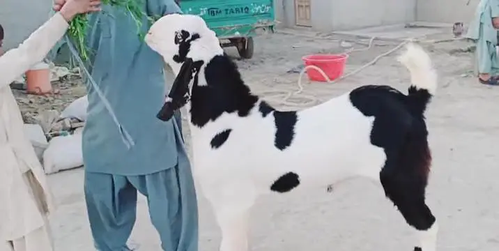 Bakra for sale call me+03291319927 — photo 4