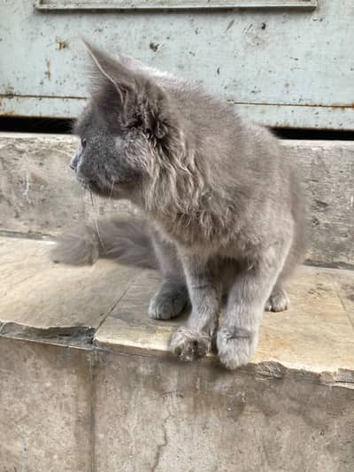 Persian cat grey colour