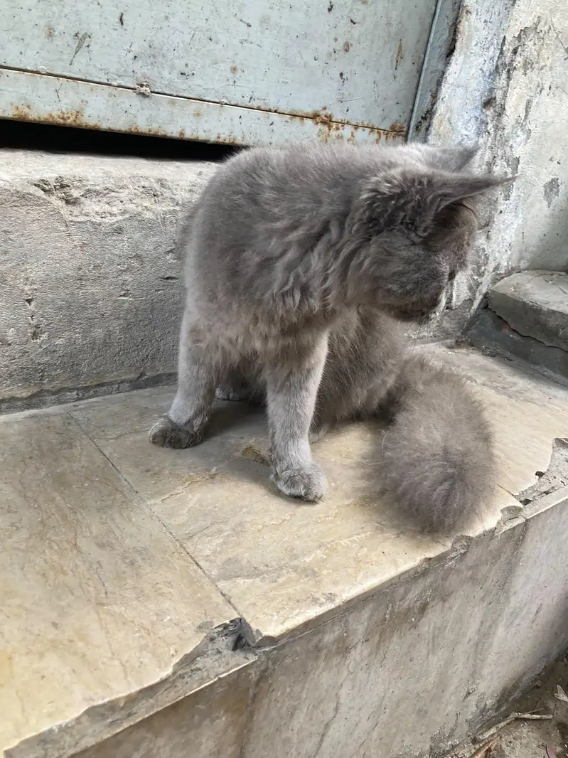 Persian cat grey colour — photo 2