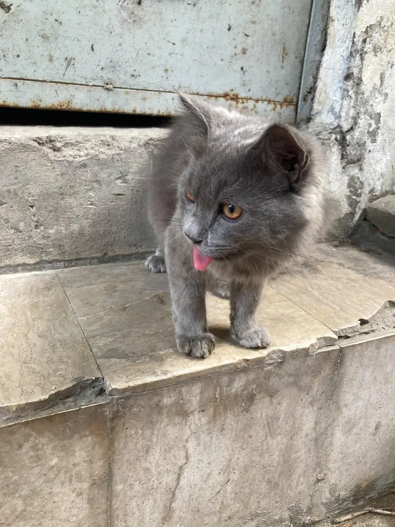 Persian cat grey colour — photo 3