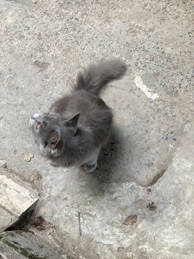 Persian cat grey colour — photo 4