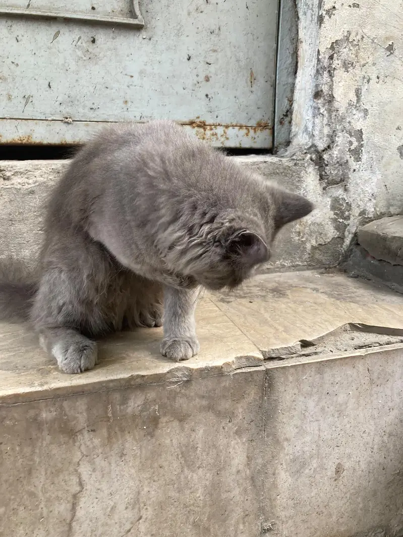 Persian cat grey colour — photo 5