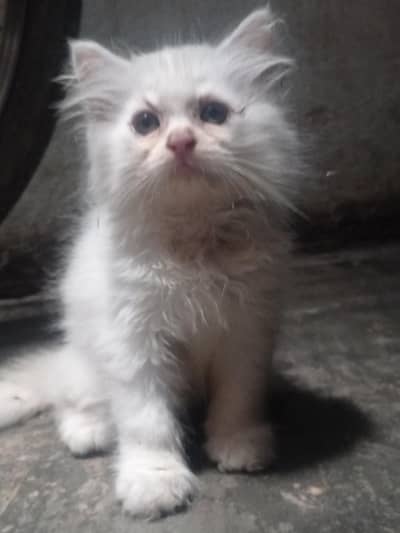 Beautiful Persian Cat Baby