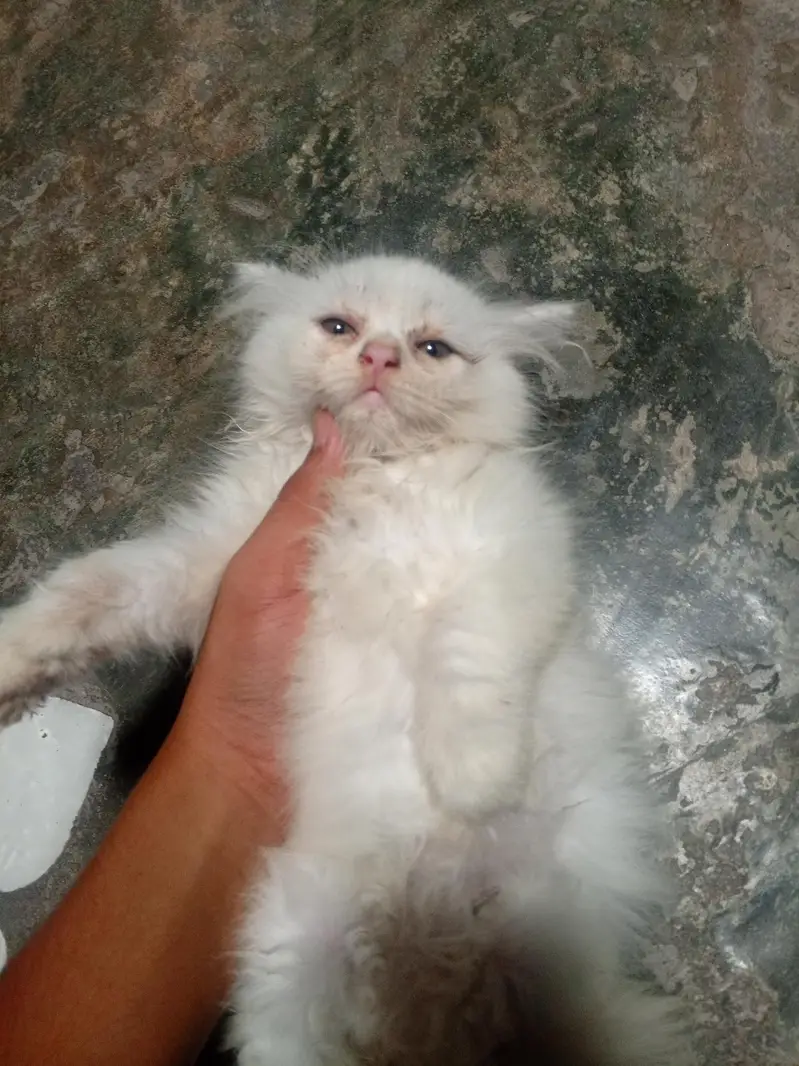 Beautiful Persian Cat Baby — photo 2