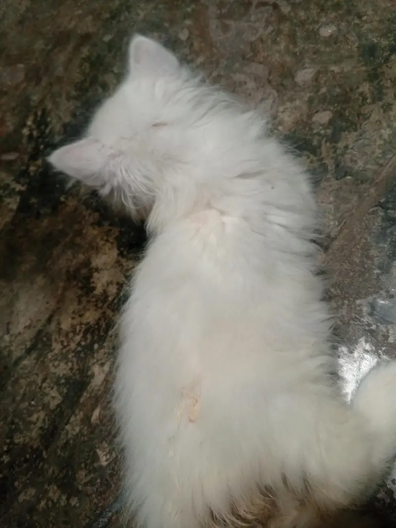 Beautiful Persian Cat Baby — photo 3