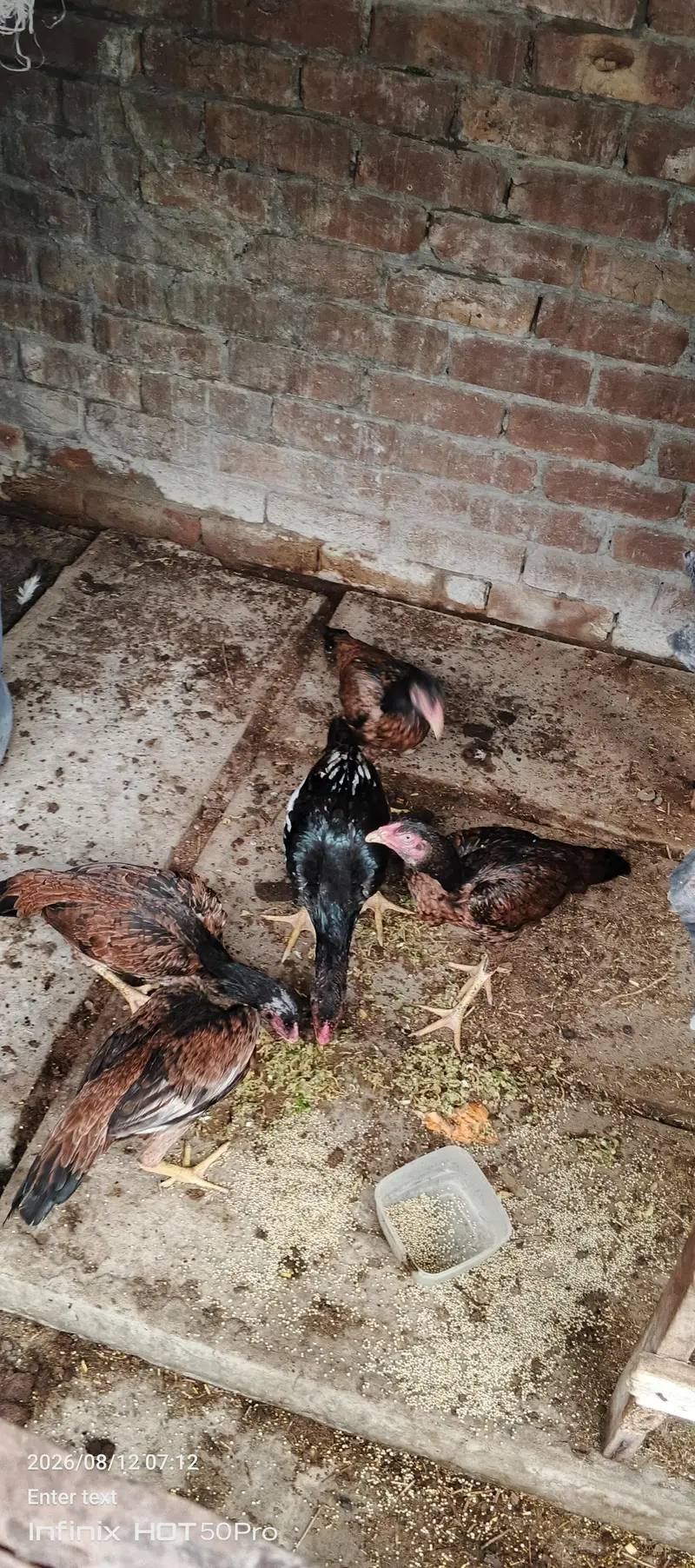 aseel mianwali for sale — photo 2