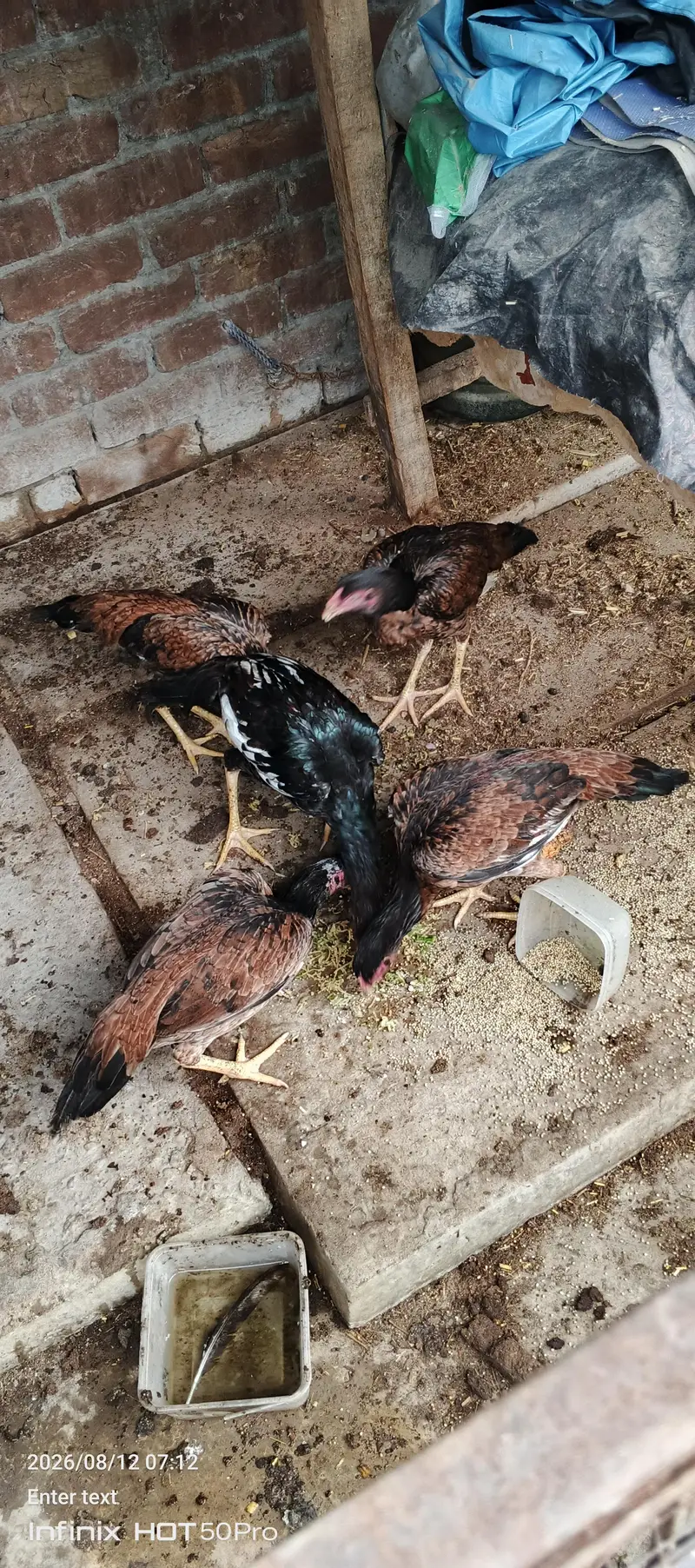 aseel mianwali for sale — photo 3