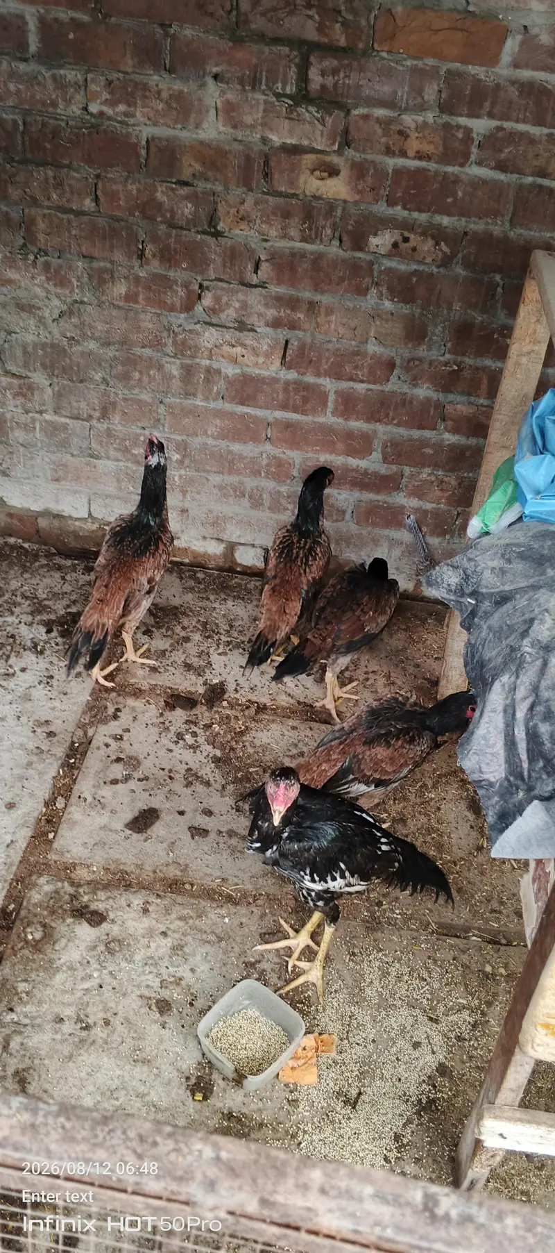 aseel mianwali for sale — photo 4